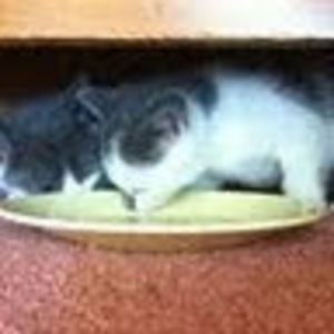 Meet your Posher, Yvette jenny